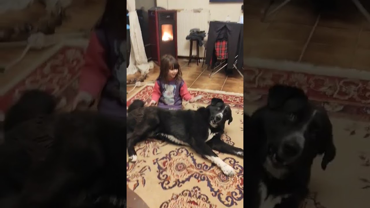 &Epsilon;&lambda;&lambda;&eta;&nu;&iota;&kappa;ό&sigmaf; &Pi;&omicron;&iota;&mu;&epsilon;&nu;&iota;&kappa;&omicron;&sigmaf;❤️#&sigma;&kappa;ύ&lambda;&omicron;&sigma;#funny#komninosk9#ellas#grecce#dog#ellinikospoimenikos#animals#news