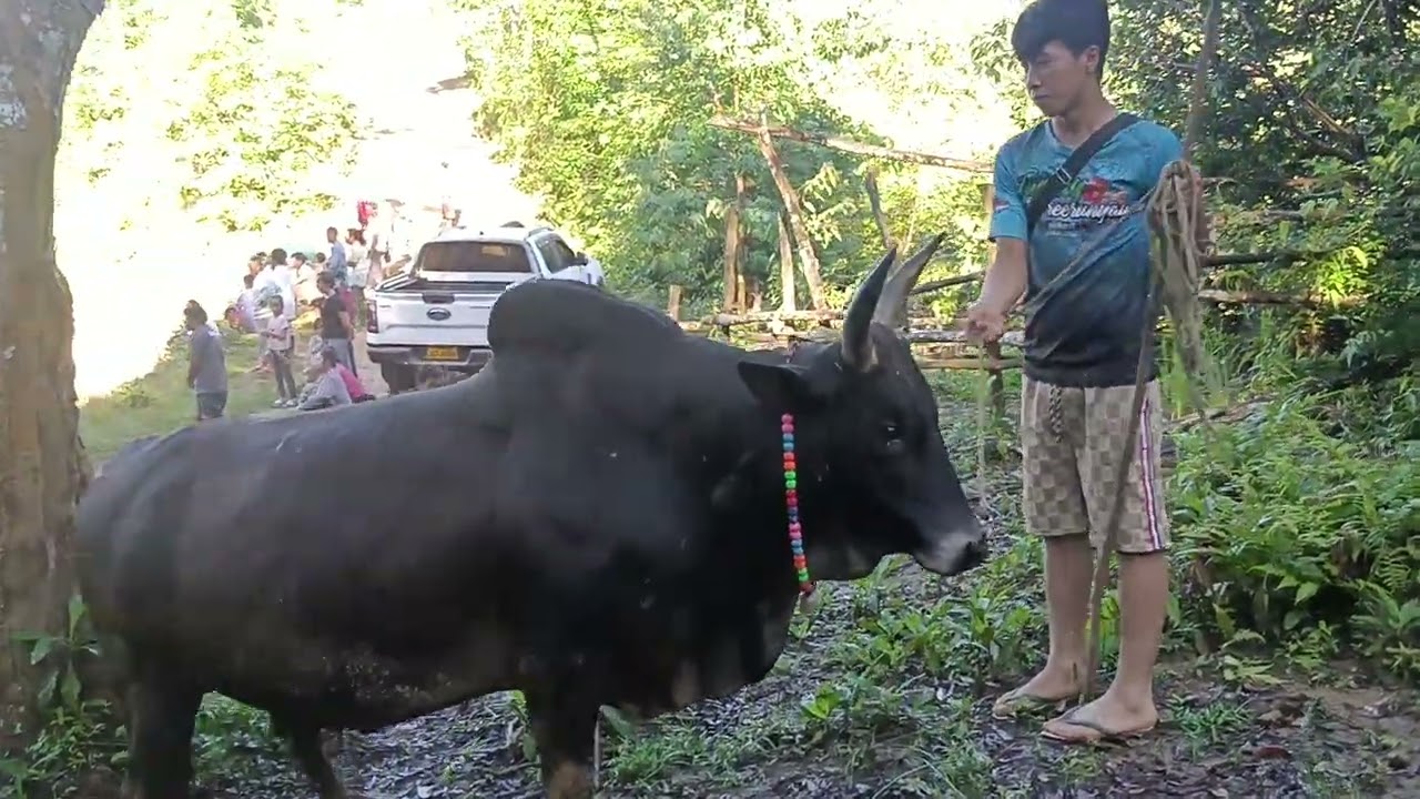 Saib Nyuj zoo nraug nraus txawj kub 