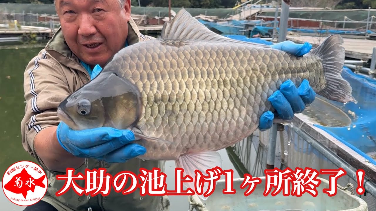 釣堀　菊水　大助の池上げ1ヶ所終了！！