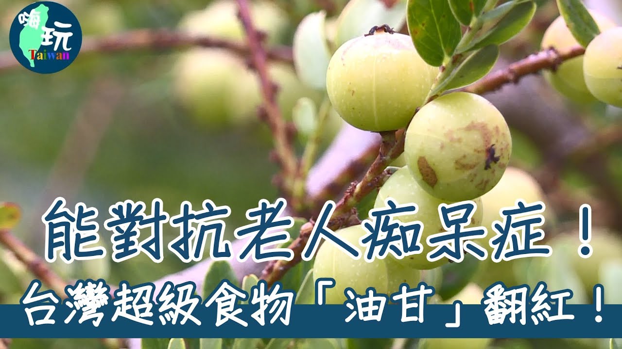 【嗨玩台灣】對抗老人痴呆症！台灣超級食物「油甘」大翻紅！