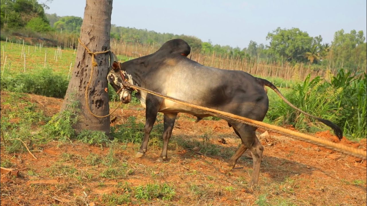 🔥 Jallikattu Beast Mode! Hyper Active Hallikar Bull “Belthur Don” | Gokul Gowda