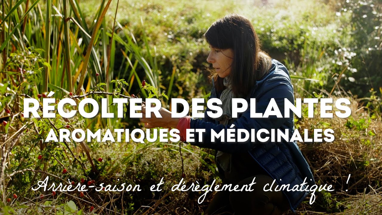 Récolter les feuilles, fleurs et fruits d'arrière-saison