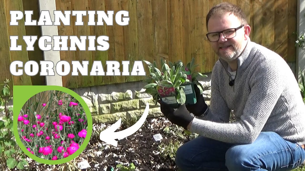 Planting Lychnis coronaria (Rose Campion) | Perennial Border Planting | Hardy Perennial Flowers