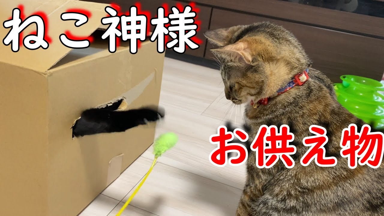 猫神様に猫じゃらしをお供えしてみた