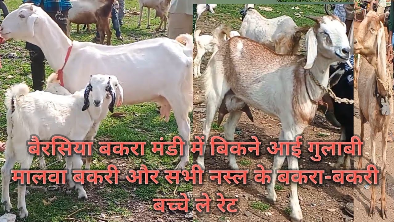बैरसिया बकरा मंडी में बिकने आई गुलाबी मालवा बकरी और सभी नस्ल के बकरा-बकरी और बच्चे ले रेट-12/09/2025