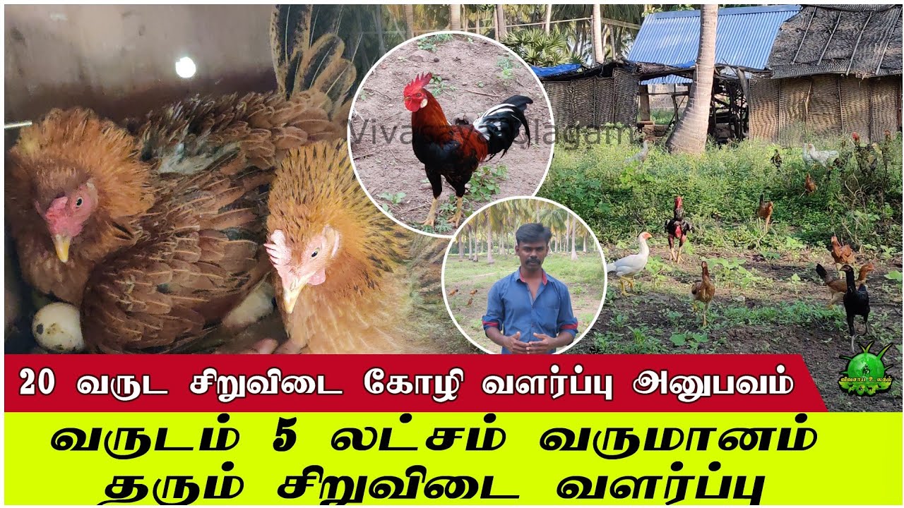 வருடம் 5 லட்சம் வருமானம் தரும் சிறுவிடை கோழி வளர்ப்பு ??
