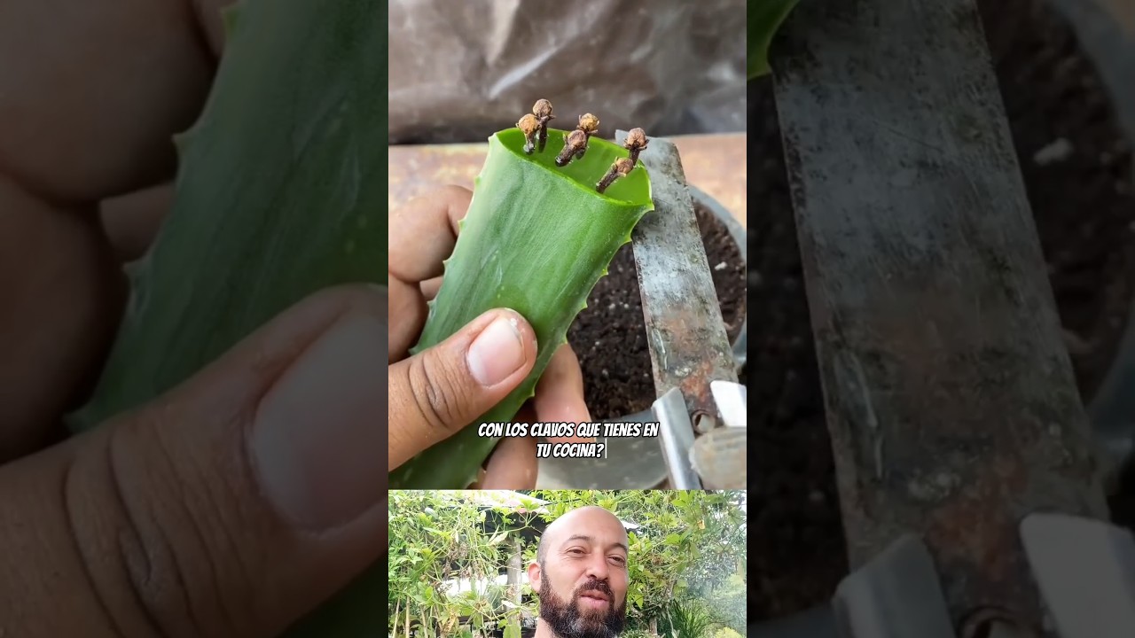 El secreto para multiplicar el clavo de olor en tu huerta 🌿 #Reproducci&oacute;nNatural #ClavoDeOlor