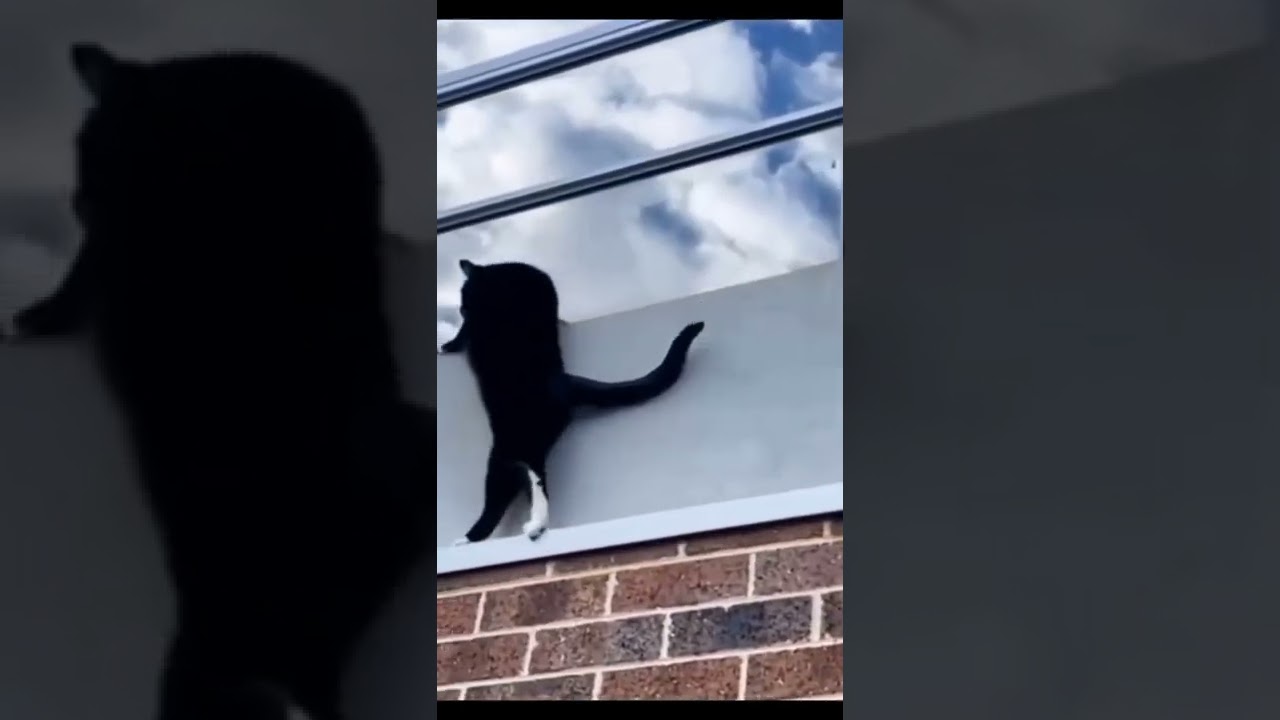 Ninja Cats Amazing Pet Videos Crazy Cat Climbing Skills @dogsenseii #shorts#animals#tiktok#cat#pets