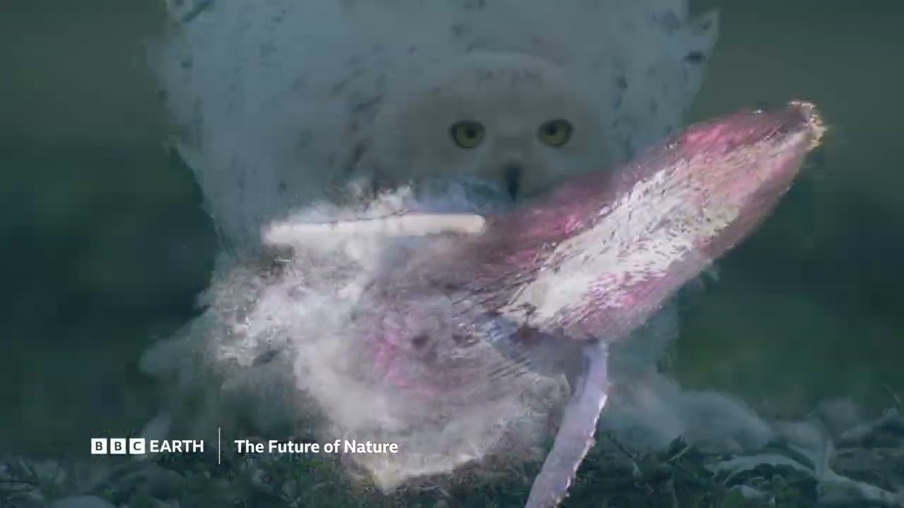 The Future Of Nature | New Series | BBC Player