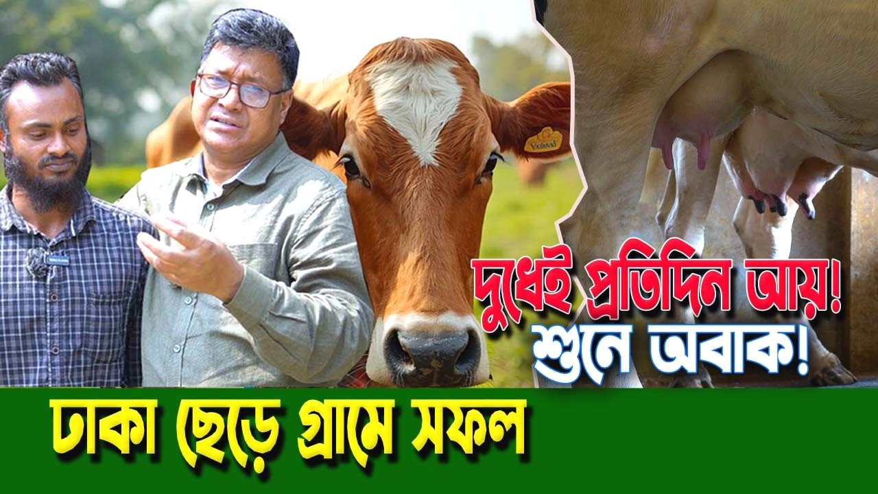 ঢাকার ব্যবসা ছেড়ে গ্রামে গাভীর খামার! ১টা গরু থেকেই দিনে ১০০০ টাকা আয়।  মুক্তাগাছার খামারীর গল্প