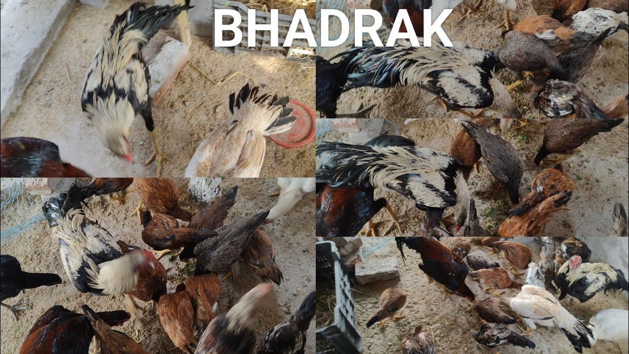 Morning Feeder Rooster , Hen & Chicks BDK DESI FARMER