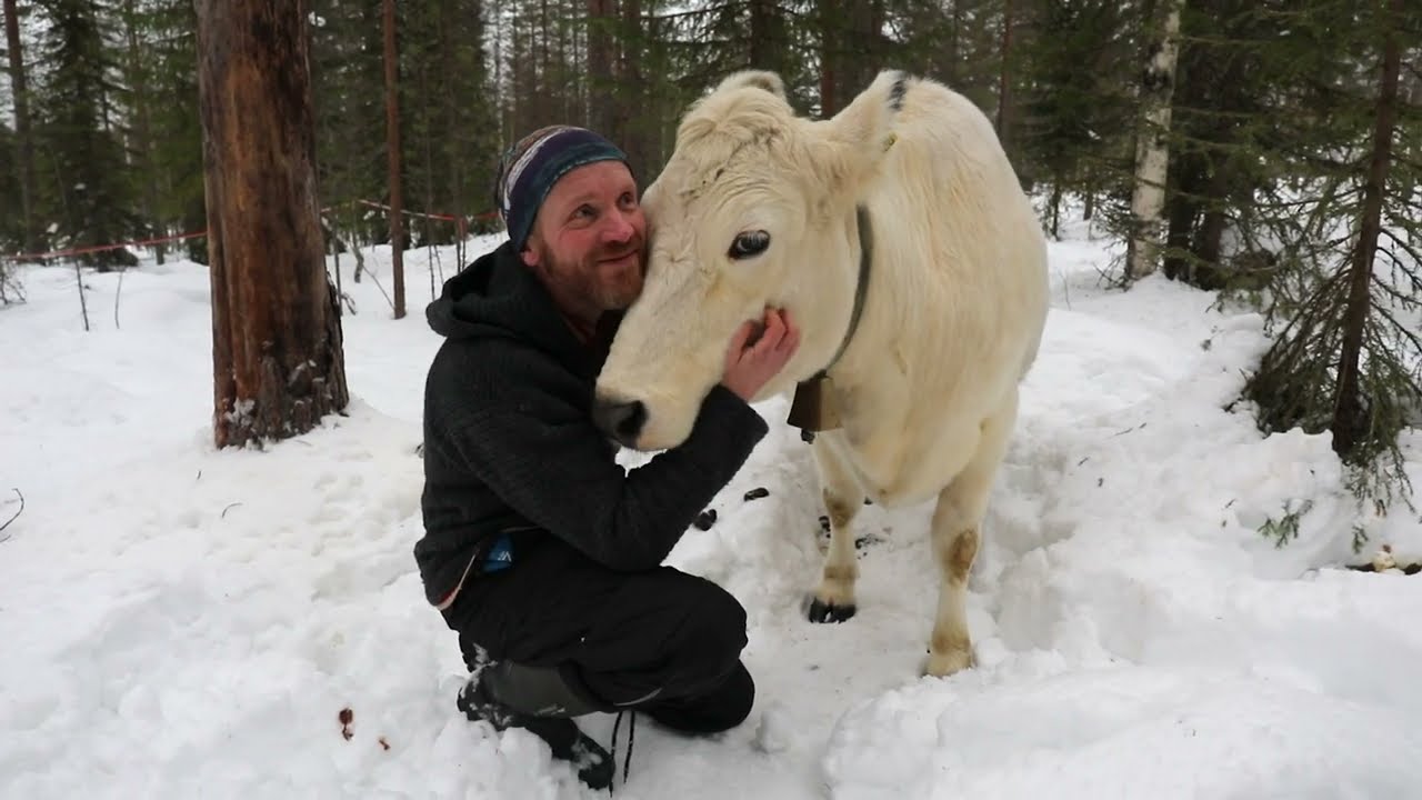 Lapinlehmä - arktinen lehmä