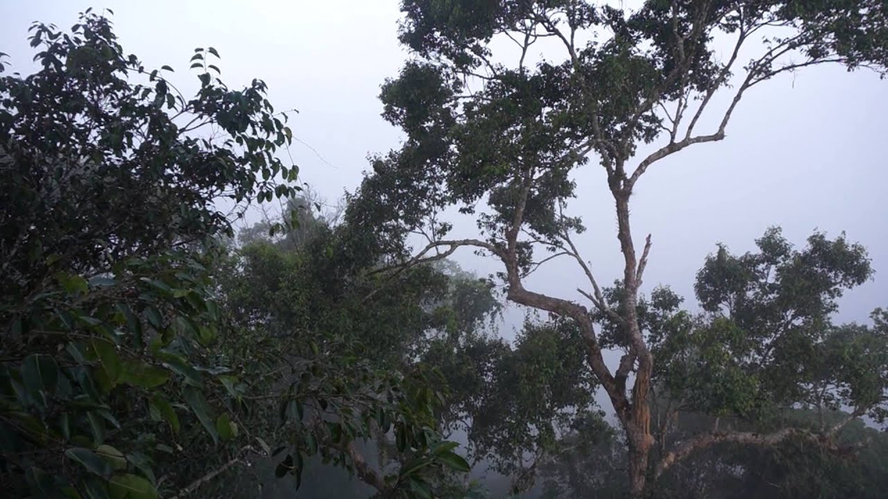 Black Gibbon and Jungle sounds (MUST HEAR!)