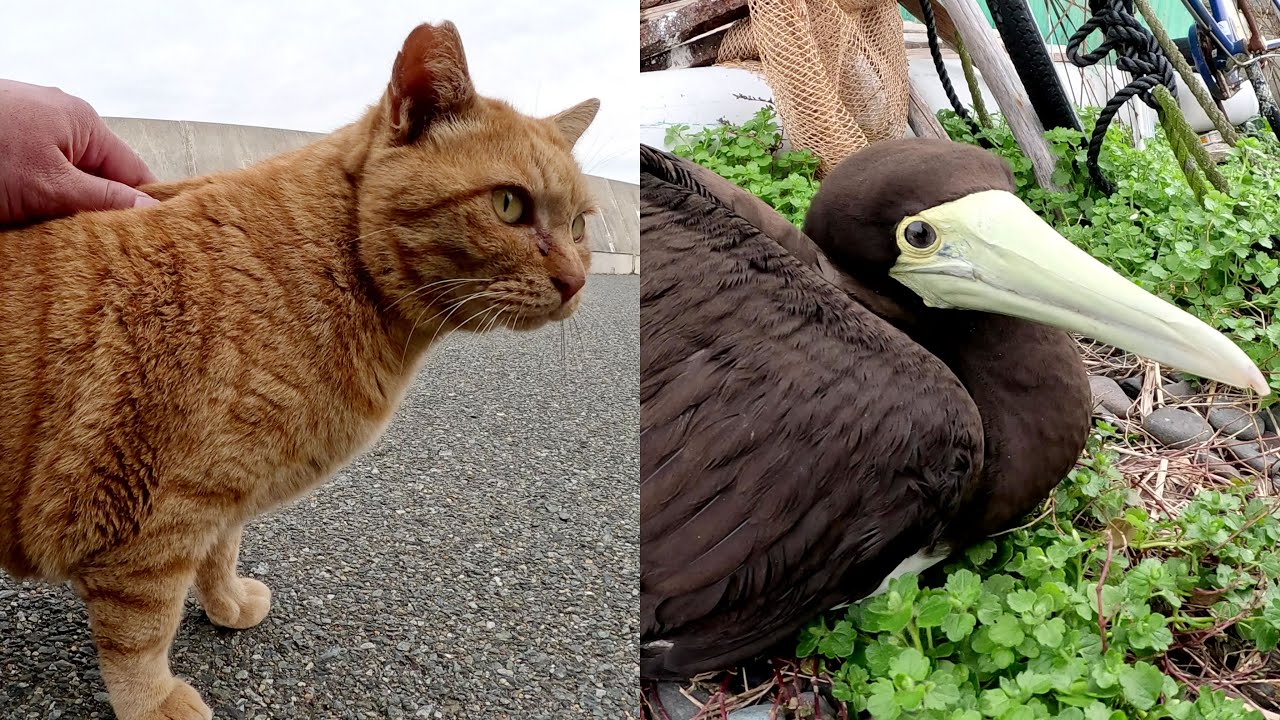 Кошки удивлены обнаружив редкую большую птицу