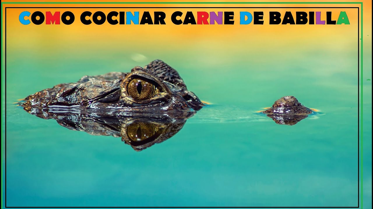 Como Cocinar Carne de Babilla