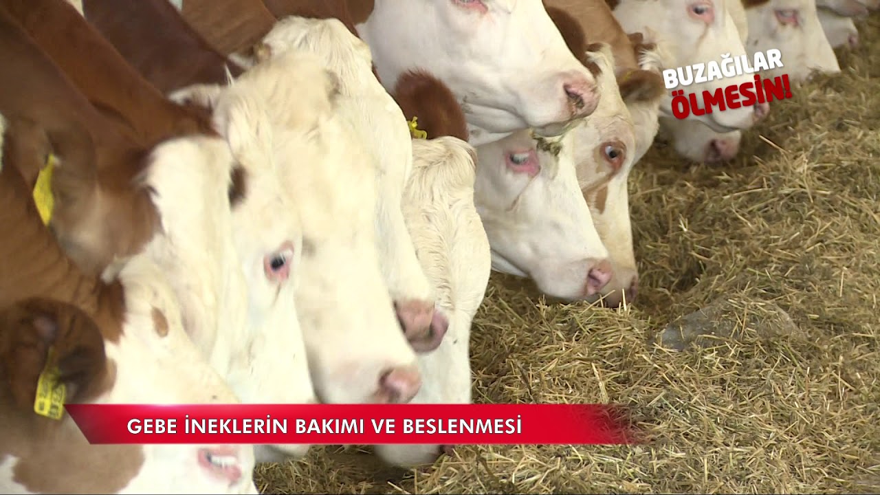 Buzağılar &Ouml;lmesin - Gebe İneklerde Bakım ve Besleme