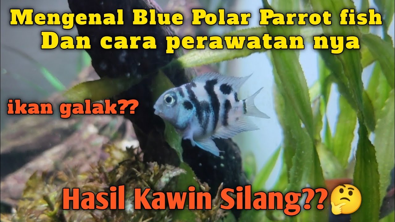 Mengenal Ikan Blue Polar Parrot Dan Cara Perawatan nya...@VANTOYS_IDN