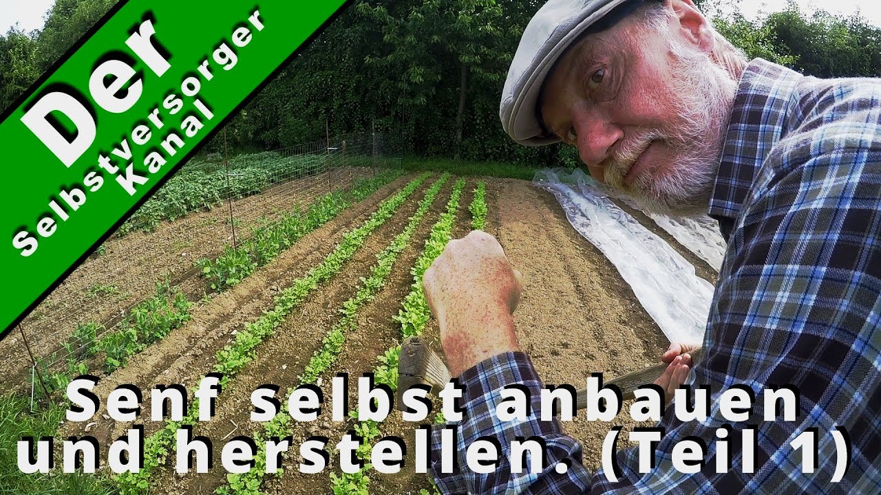 Senf selbst anbauen und herstellen (Teil 1)