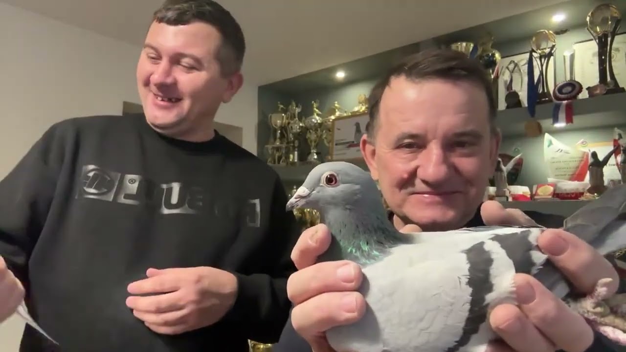 Gołębie od Mistrza Polski Paweł Mędrysa olimpijczyk 79 dzieci do rozpłodu 513016809 Artur Pawelec