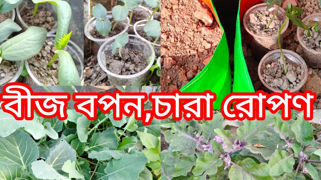 প্রচুর পরিমানে গরমের বীজ বপন, চারা রোপণ করলাম।