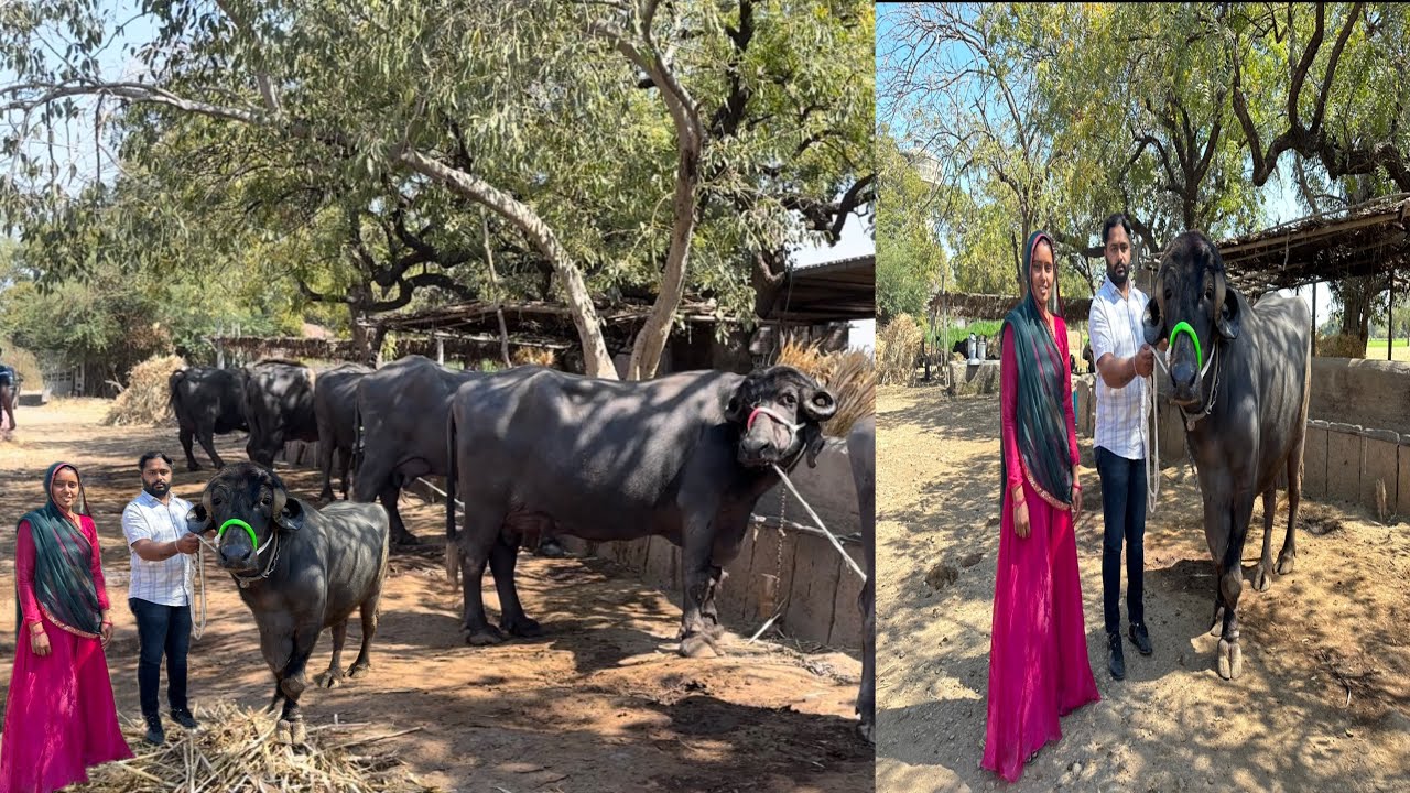 20 लीटर दूध देने वाली जफराबादी भैंस भावनगर से खरीदे