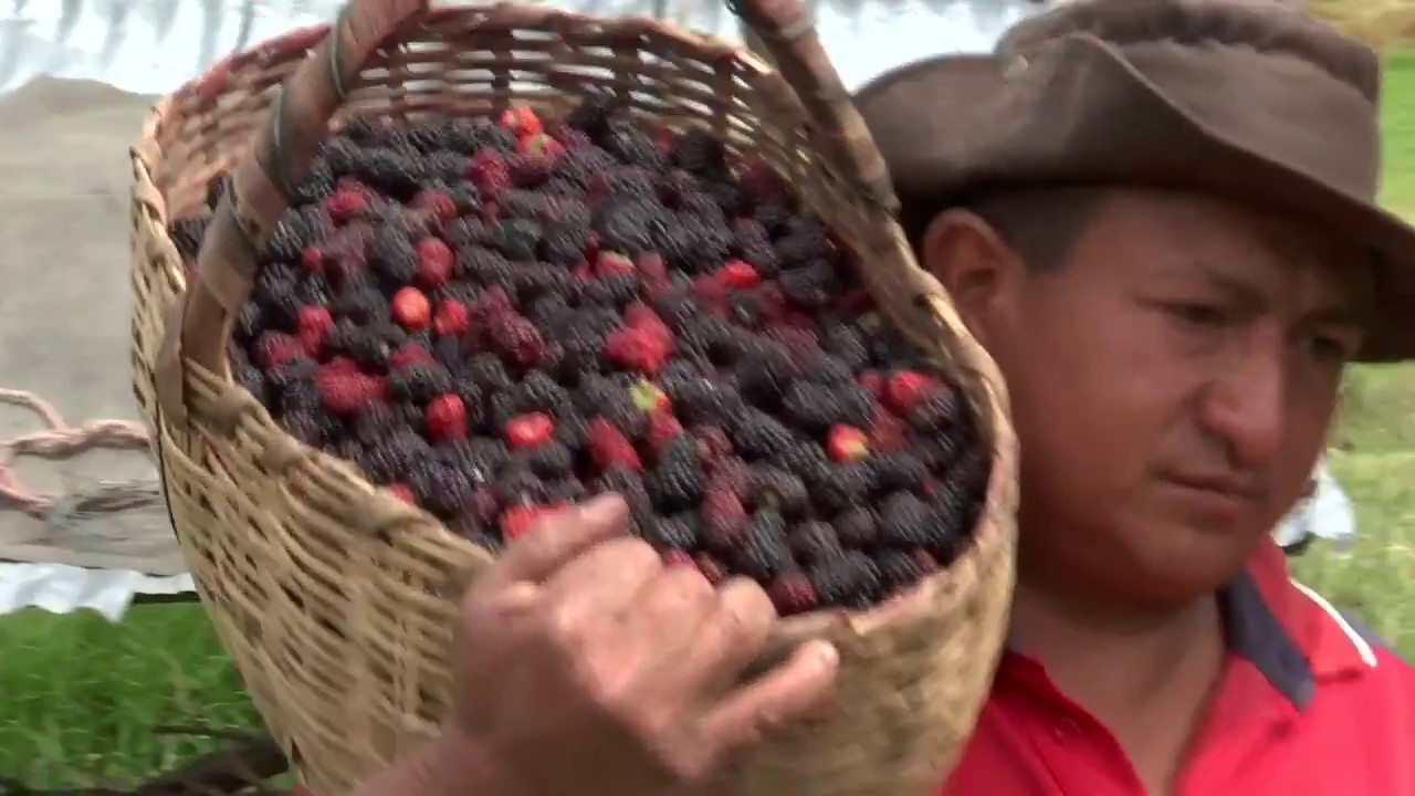 Agricultura al Día - Producción de mora y acompañamiento de Asohofrucol en Boyacá