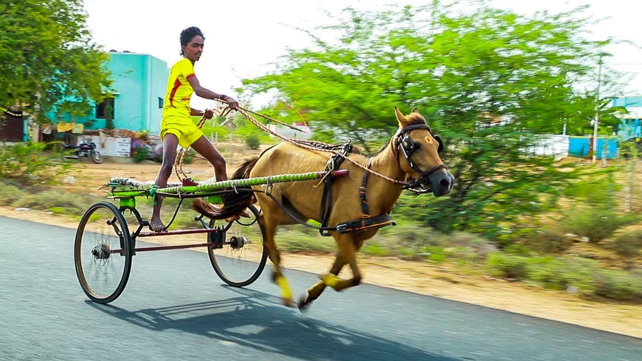 Naduvakurichi horse race | jawaharstudio |
