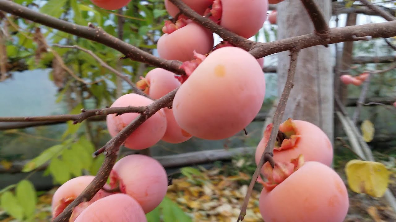 ХУРМА ШАРОН. Средина ноября, плоды созревают.