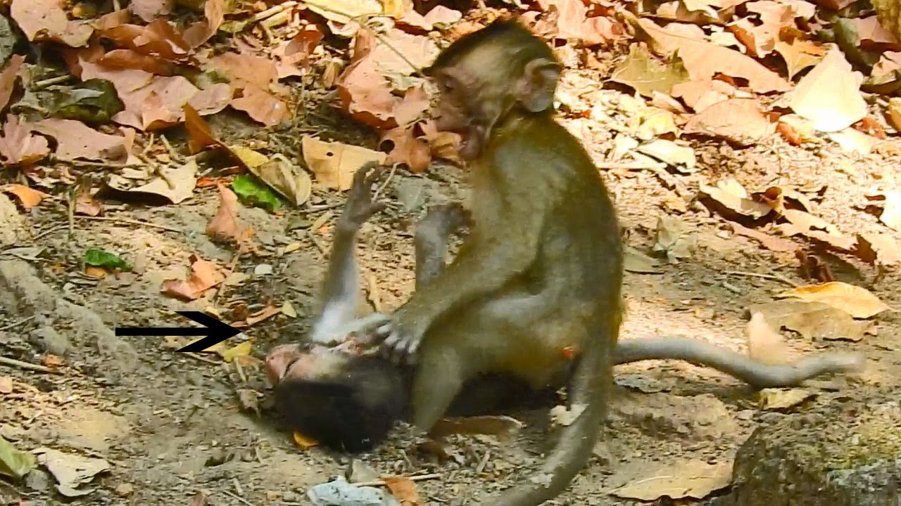 TObai Why You Doing Like This On Little Baby Alba?,Baby Is Not Strong & So Weak Now