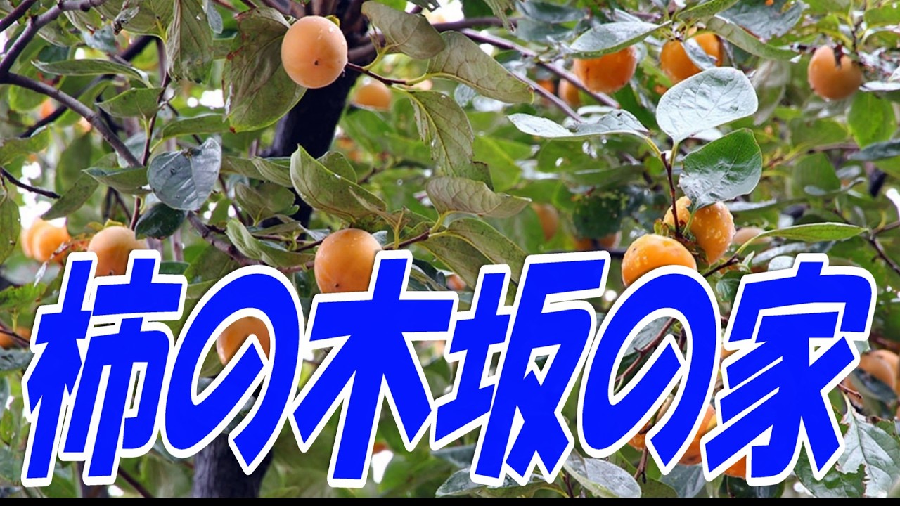 柿の木坂の家：青木光一