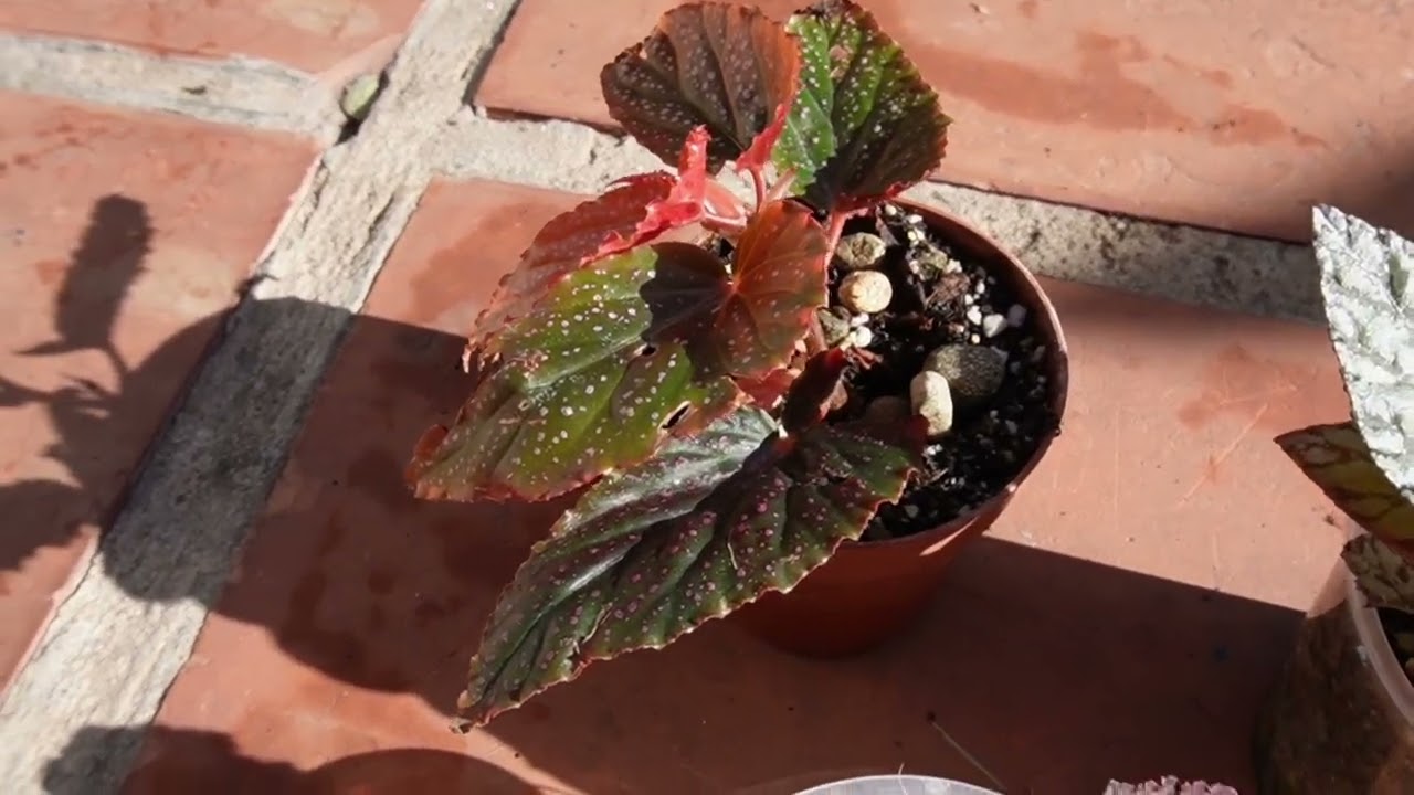 El  secreto  para  begonias más  coloridas  y saludables