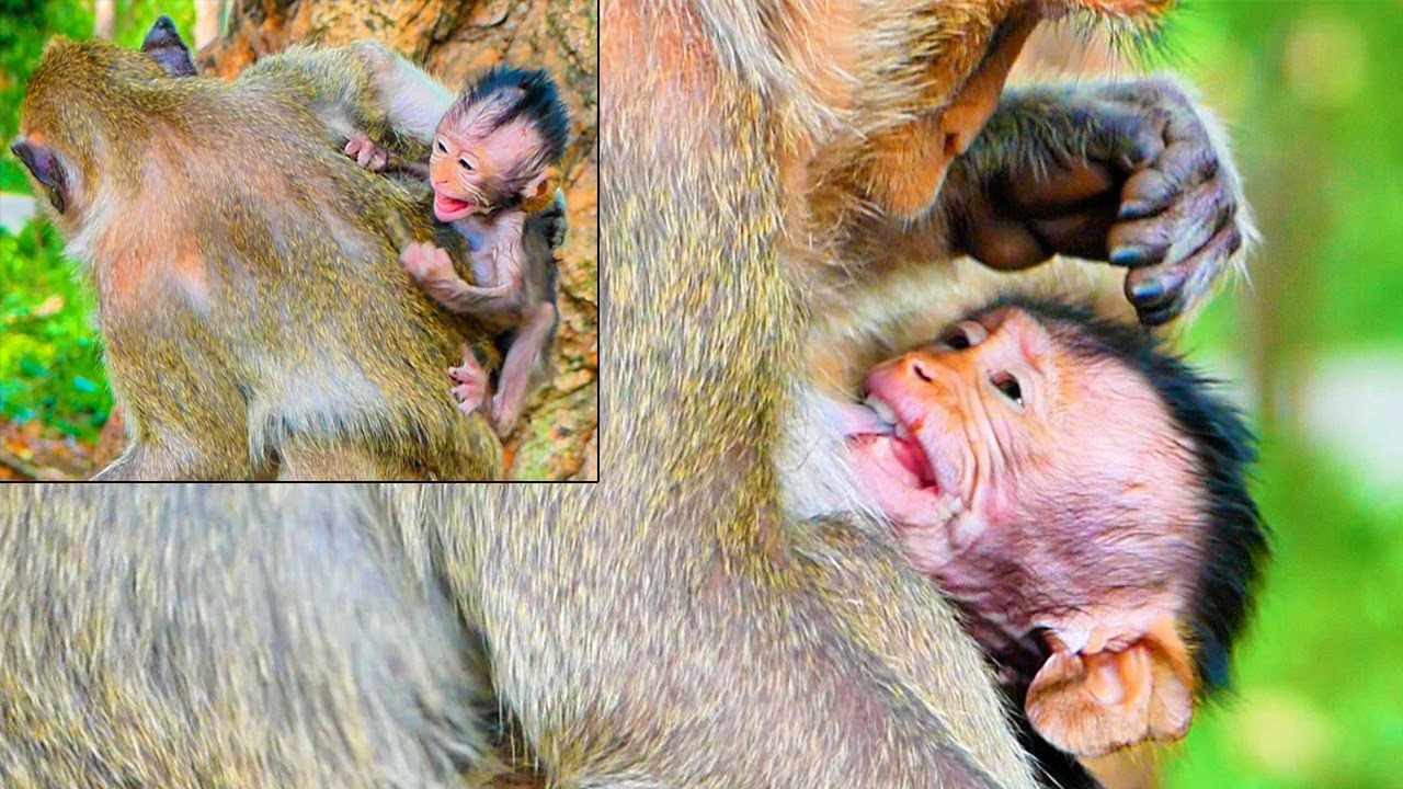 How P-ity..!! Skinny Baby Monkey Masha Is Extremely Hungry Milk.