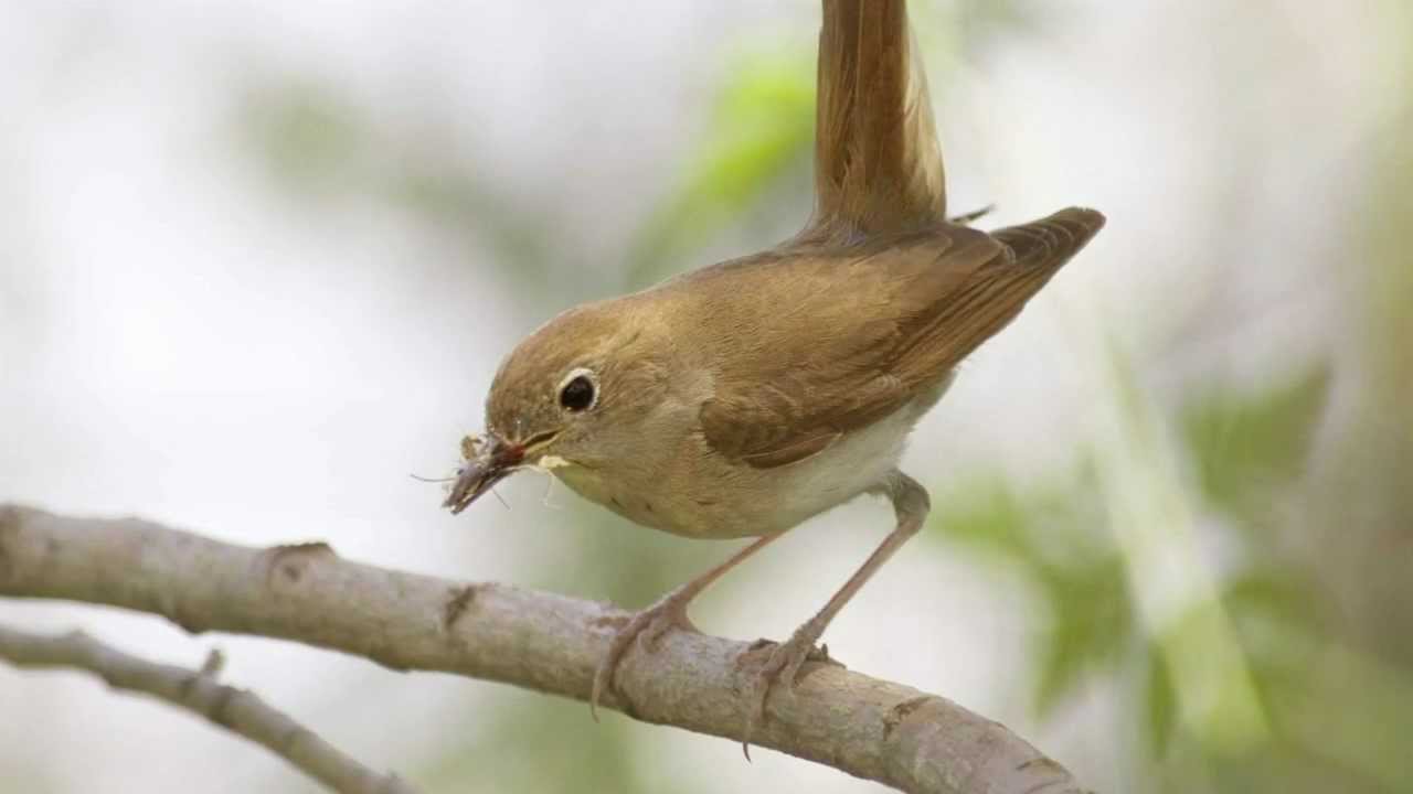 BTO Bird ID – Соловей и другие ночные певцы