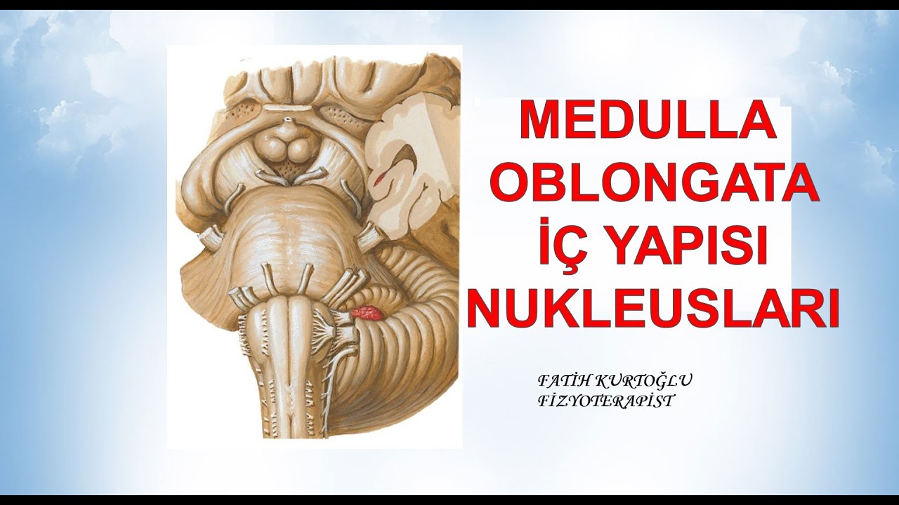 Medulla Oblongata Nucleusları | Nöroanatomi Konu Anlatımı - 5