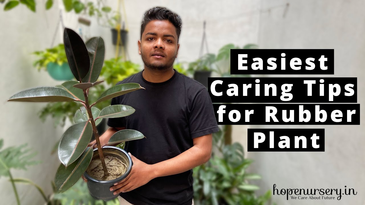 Rubber Plant Care | How to care Rubber Tree Black Prince | Ficus Elastica Caring Tips