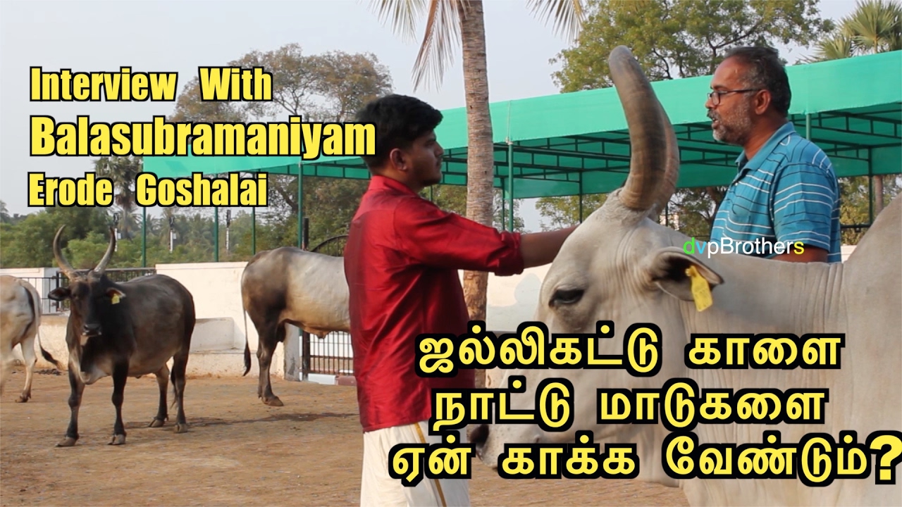 ஜல்லிகட்டு காளை - ஈரோடு கோசாலை | Erode Goshalai - Interview With Balasubramaniam