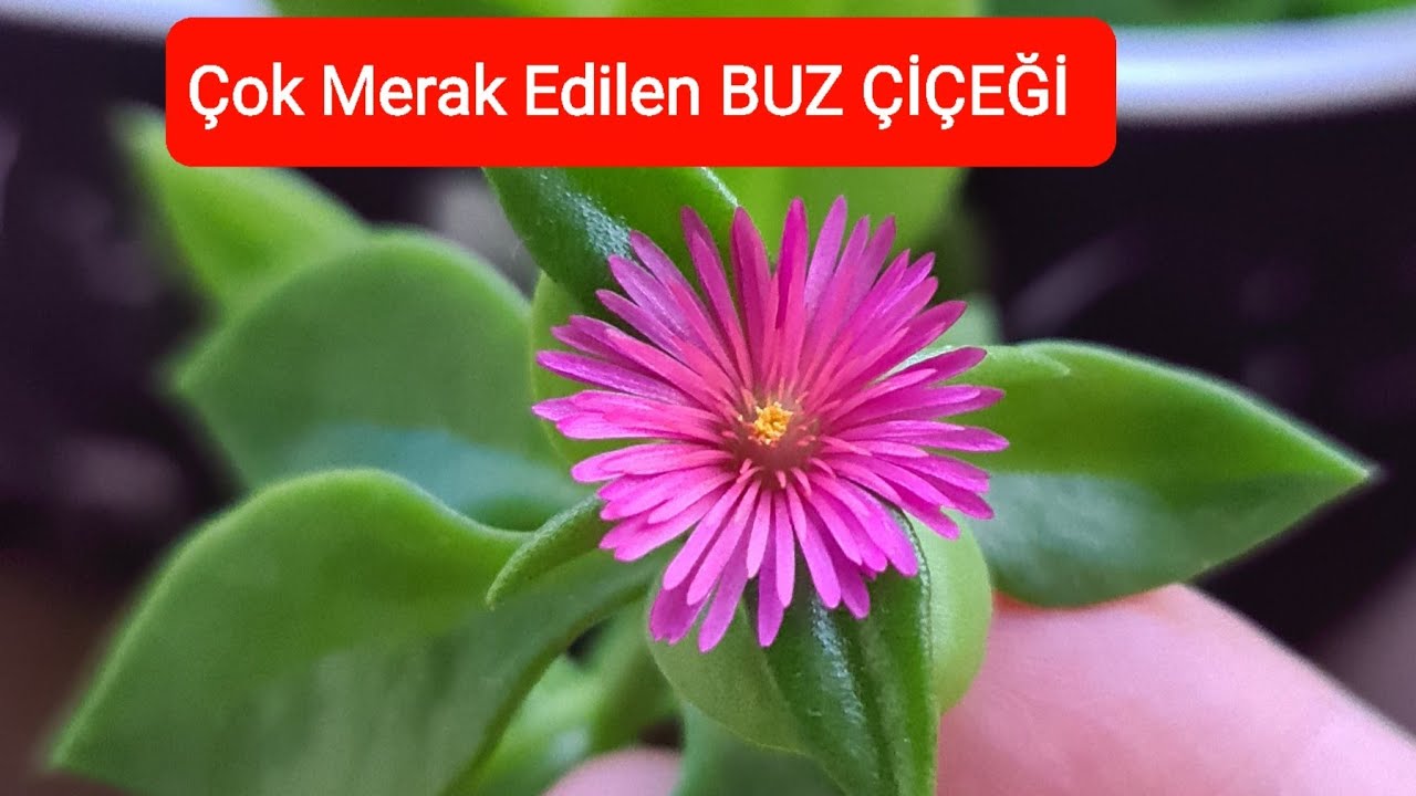 BUZ ÇİÇEĞİ kış dönemi çiçek açar mı? bakımı, çoğaltılması, toprağı, sulanması