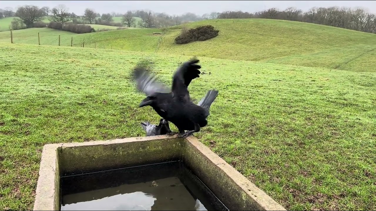 Came to sit with me on the Water Trough
