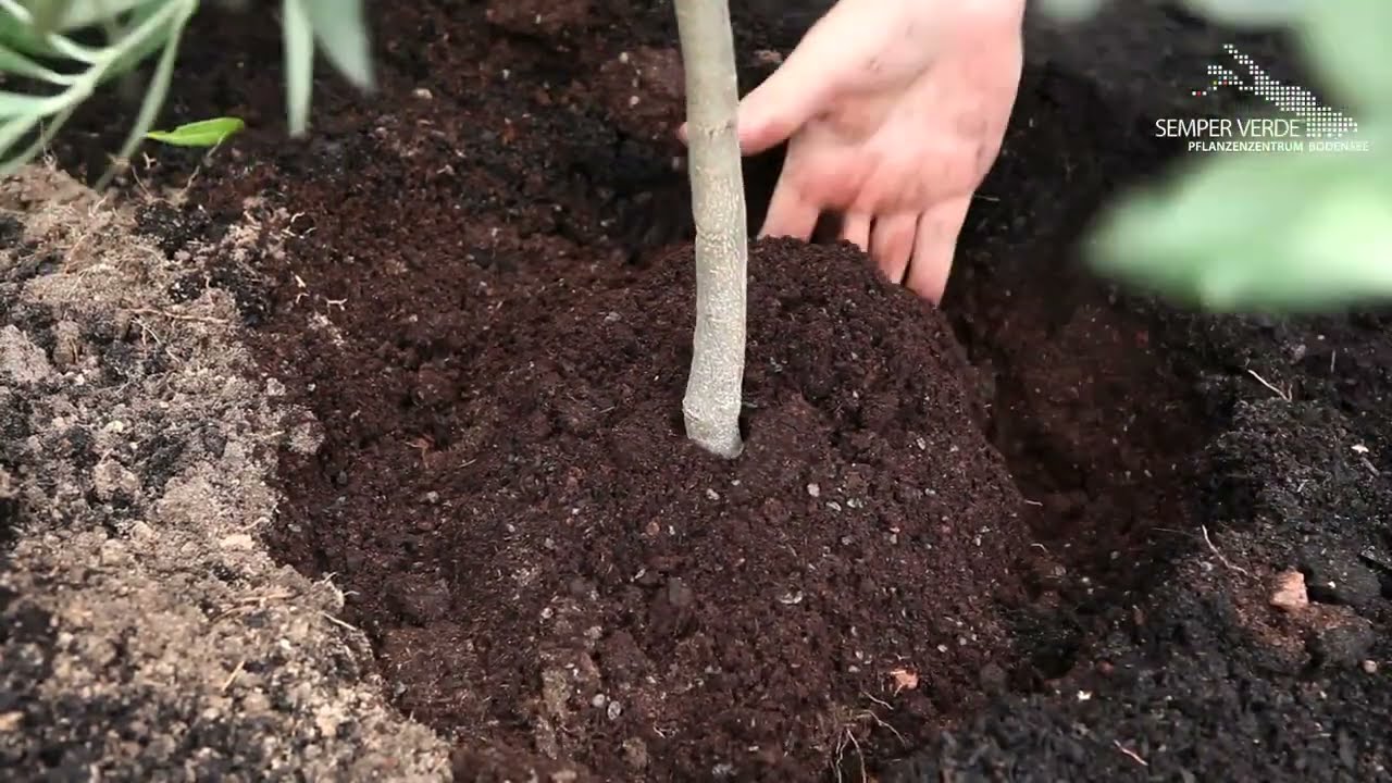 Olivenbaum - Einpflanzen im Garten