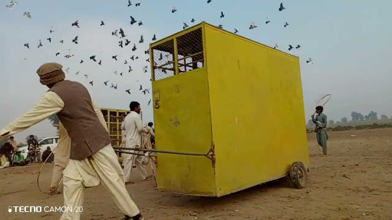 کبوتر بازی ایک جنون🕊🕊🕊🕊||استاد عبدالحی کا کھوکھا بمقابلہ اویس جدانی کا کھوکھا||زبردست مقابلہ||