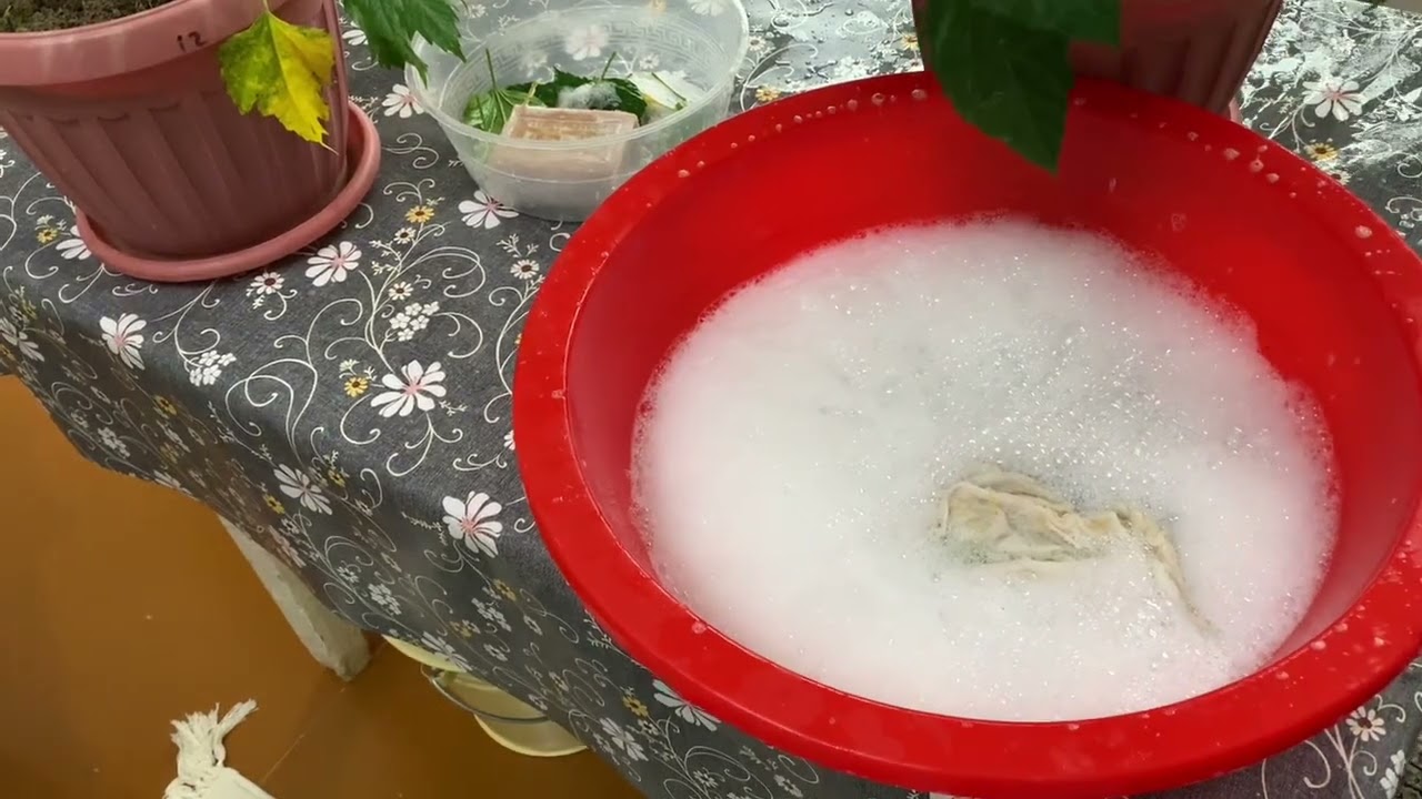 КИТАЙСКИЙ РОЗА ГУЛЛАРИМНИ ЧУМИЛТИРДИМ ,😊🌨️ОХИРИГАЧА КУРИЛА 😊