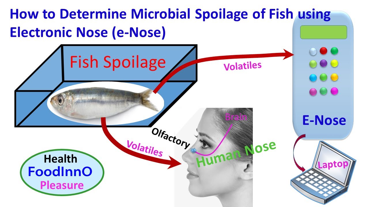 How to Determine Microbial Spoilage of Fish using Electronic-Nose (e-Nose)