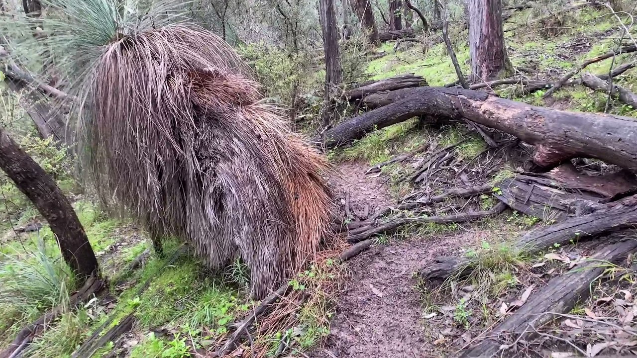 Finding sambar stag antlers & dead deer.  Tips on where to look and how to find more antlers