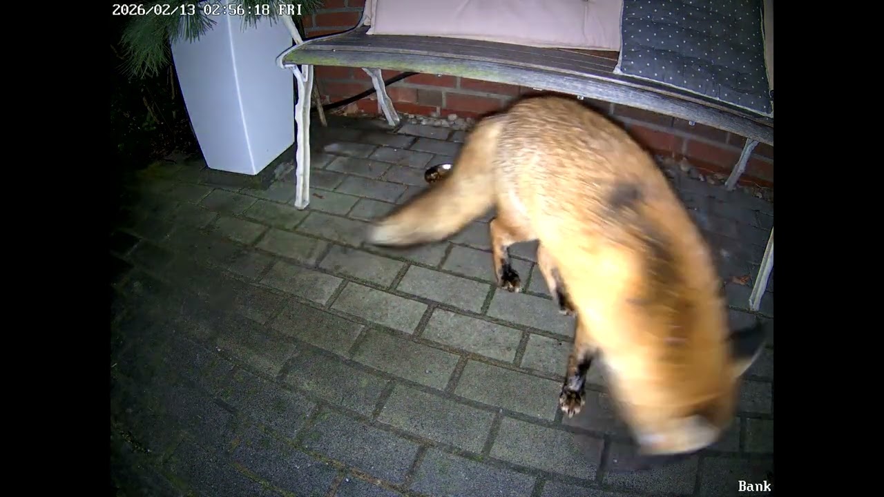 02 56 kommt der schöne Fuchs vorbei