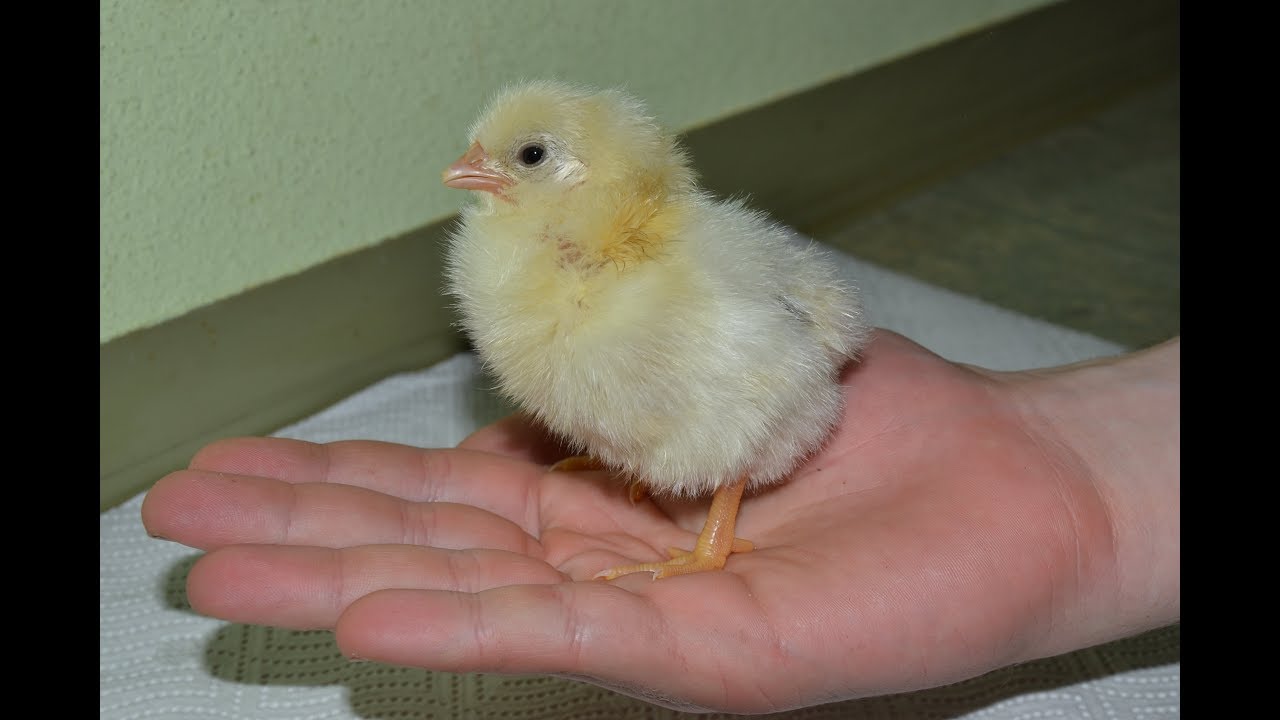 Vom Küken zum Huhn - Entwicklung | Henne Wachstum im Zeitraffer