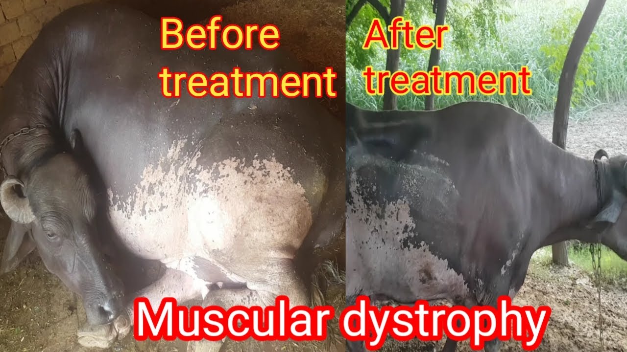Muscular dystrophy in Buffalo | Downer cow syndrome | Anorexia | milk fever | Dr.Mubarak Ali Fakhr