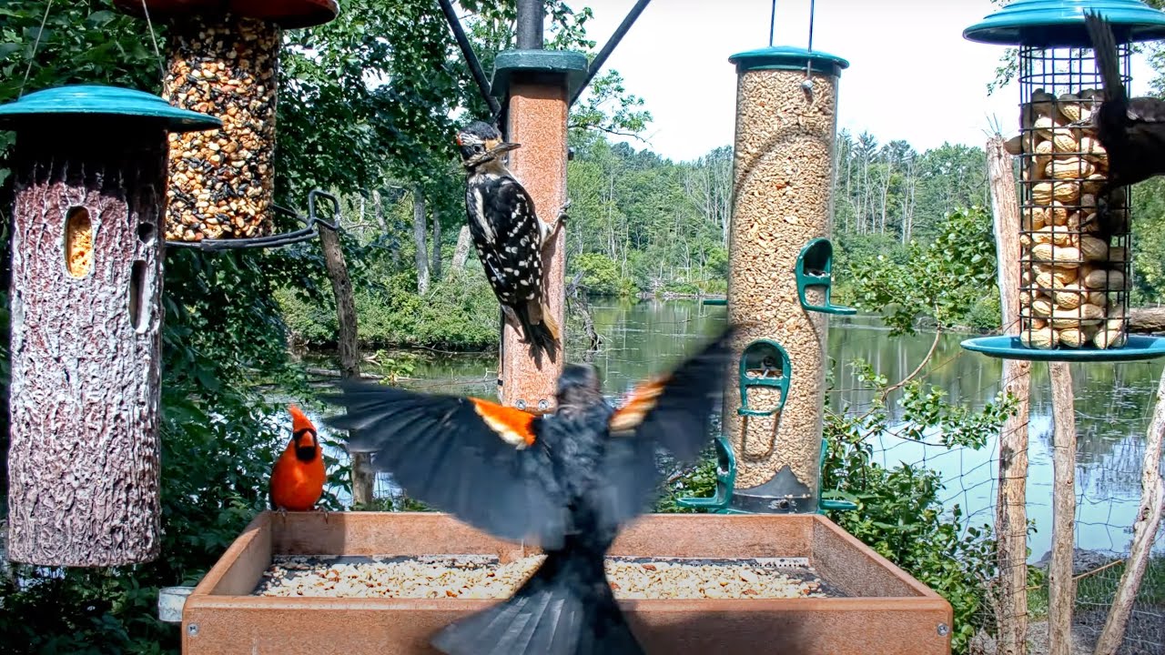 Feeder Birds Flock To Fresh Offerings At The Cornell Lab FeederWatch Cam &ndash;&nbsp;June 25, 2024