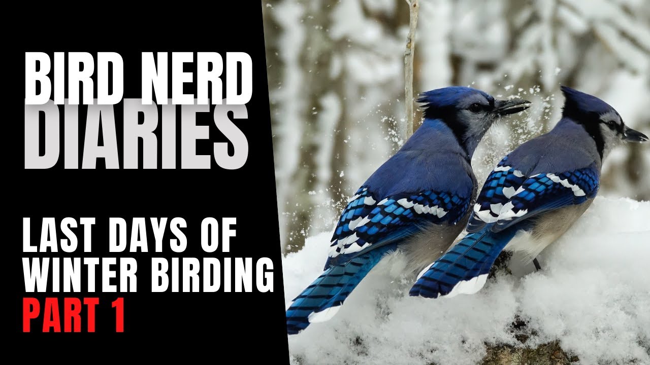 The Last Days of Winter Birding | Bird Nerd Diaries