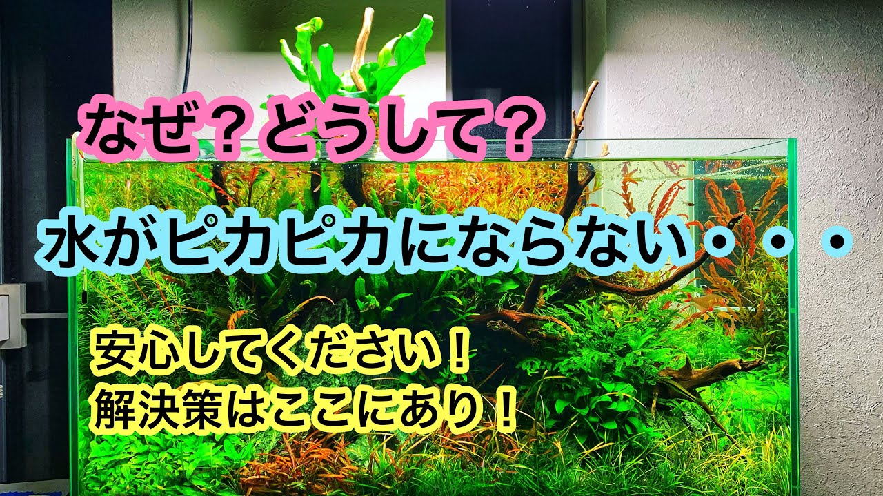 【水槽の水が透明にならない!?】水をピカピカにする方法をプロがやさしく解説します!!