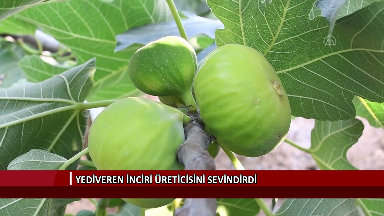 Yediveren inciri &uuml;reticisini sevindirdi